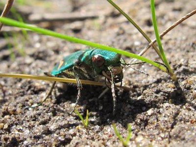 The Ohlone Tiger Beetle, an endangered species, is endemic to Santa Cruz County and uses bare, hardpack ground, such as mountain biking and hiking trails, to mate, breed and hunt. (Tara Cornelisse/Contributed)