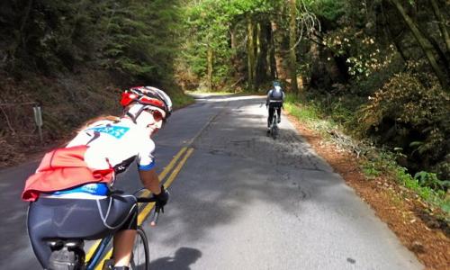 Cyclists head through the redwoods during one stretch of the annual Mountain Charlie Challenge. This year's ride is scheduled for May 3. (Scotts Valley Educational Fund - Contributed)